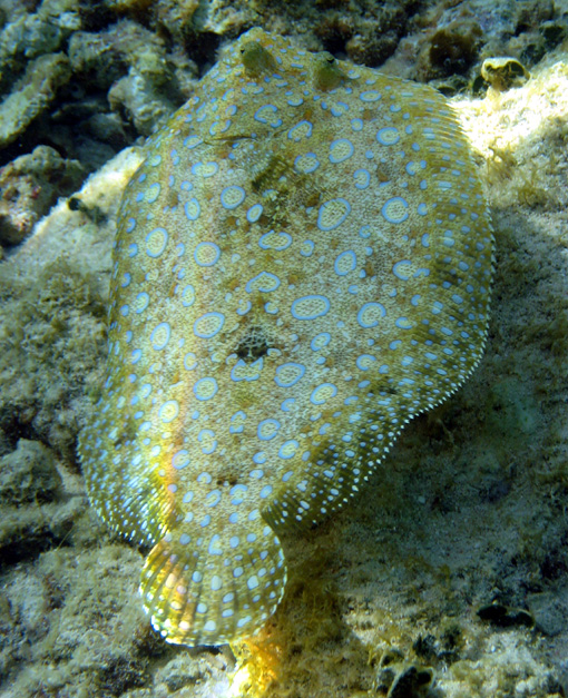 http://seafishes.files.wordpress.com/2008/04/honduras-peacock-flounder.jpg