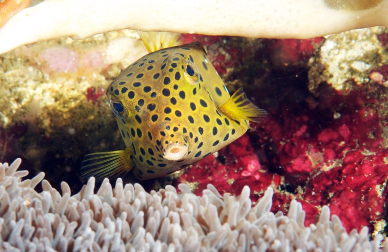 x yellow boxfish