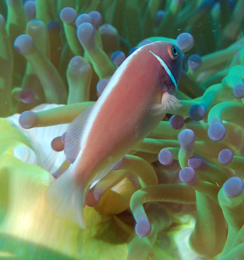 1-amphiprion-perideraion-pink-anemonefish