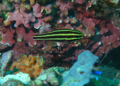 1-apogon-nigrofasciatus-blackstripe-cardinalfish