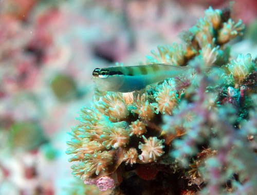 1-ecsenius-lineatus-lined-blenny