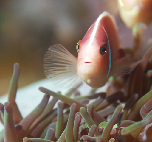 1-pink-anemonefish3