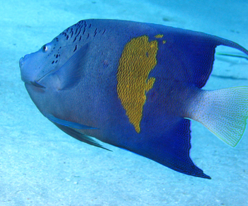 egypt-angelfish1