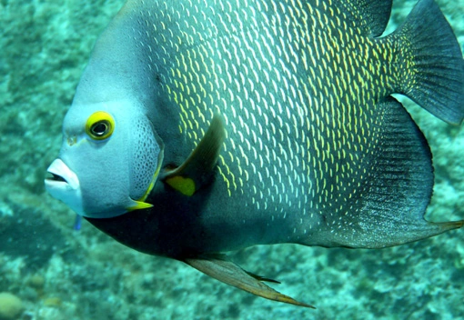 mexico-french-angelfish2