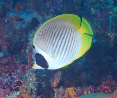 1-chaetodon-adiergastos-panda-butterflyfish1