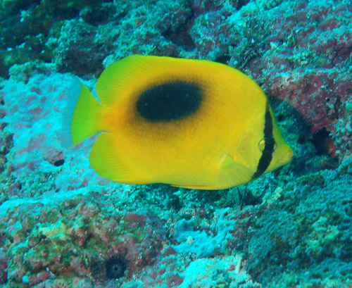 1-chaetodon-speculum-oval-spot-butterflyfish