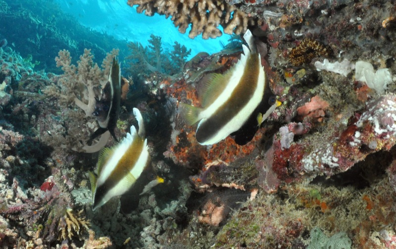 threeband pennantfish